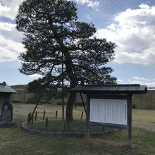 朝顔の松