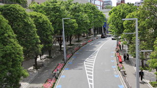 足元の花壇とケヤキ並木の新緑が綺麗でした