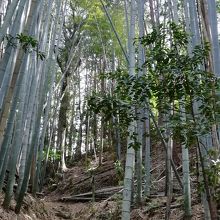 恩山寺から立江寺への遍路道です