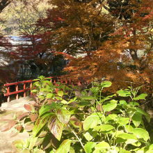 橋のあたりを中心に楓が紅葉しています