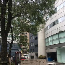 柳の木を久々に見たかも