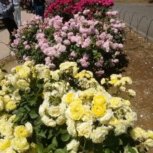 色とりどりのバラの花と香りを満喫