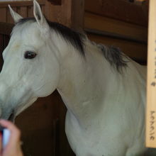 神馬、他では像が多いですが、ここのは本物