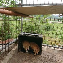 タヌキが飼われていました