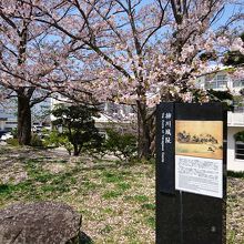 ちょうど桜が満開