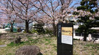 桜の咲く小さな広場