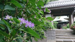 紫陽花が咲き始め