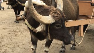 水牛、飛ばす飛ばす