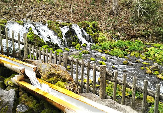 羊蹄山の湧き水 クチコミ アクセス 営業時間 真狩 京極 フォートラベル