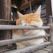 吉備津神社 猫