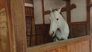 御厩には白馬