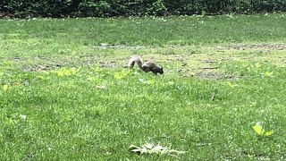 セントラルパークの広い芝生