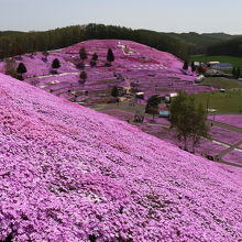 ひがしもこと芝桜公園キャンプ場