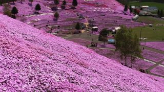 ひがしもこと芝桜公園キャンプ場