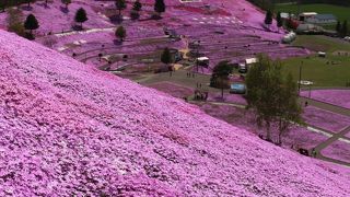 一面の芝桜