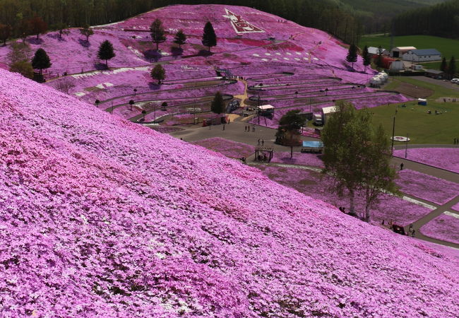 ひがしもこと芝桜公園キャンプ場