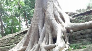 遺跡を巻き込んで大木が・・・