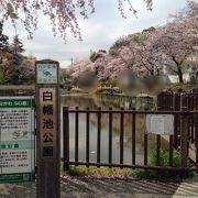 池の木道から桜を臨む