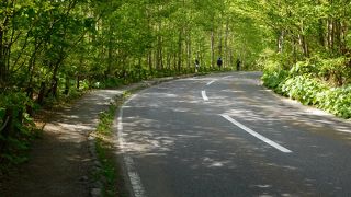 奥入瀬渓流沿いの車道