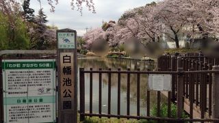 池の木道から桜を臨む