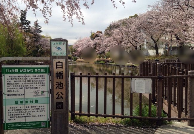 池の木道から桜を臨む