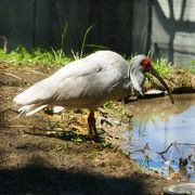 トキがいます