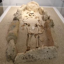 村内の遺跡で発掘された弥生時代の人骨模型