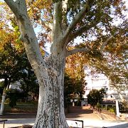 公園内のプラタナスがすごくきれい