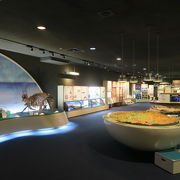 化石の博物館