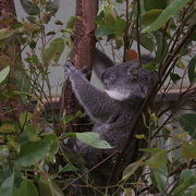 コアラも見ました。