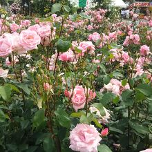 咲きそろっていました