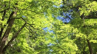 新緑が眩しい、貴船神社