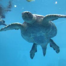 ウミガメ館は無料。ゆっくり見られた。