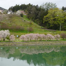 対岸の桜並木がきれいでした