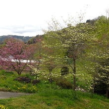 湖の周辺は花で彩られています