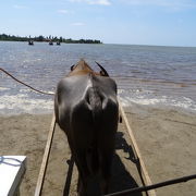 水牛車で由布島へオオゴママダラのふ化