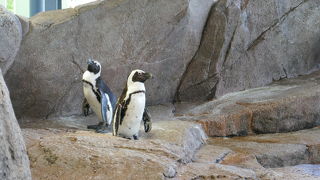 いろいろそろっています