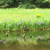 カキツバタの池