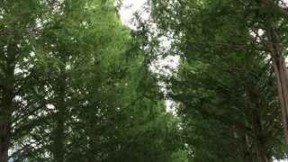 2キロ以上の並木