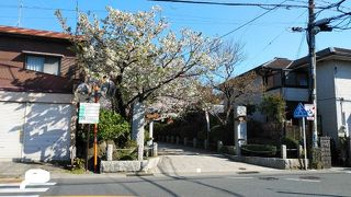 入口の桜にひかれて