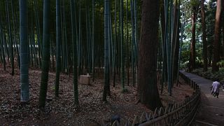 竹林の中の静寂を楽しむ