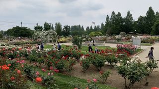 本当にたくさんの種類のバラがあります