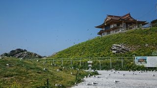 うみねこの産卵地