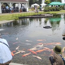 池もあります。錦鯉が元気です