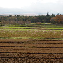 コスモスがお終いでした