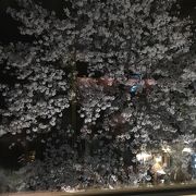 二階席は、桜が目の前！