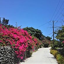 自転車で竹富島を楽しみます♪