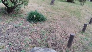 南極からのものといわれなければ、普通の石みたい