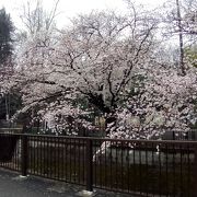 妙正寺川沿いにある緑豊かな大きな公園