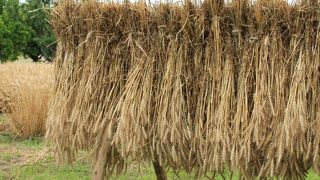 色々な弥生体験